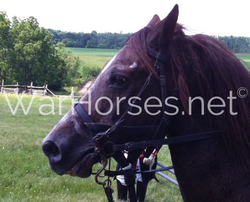 Heart of a War Horsewm