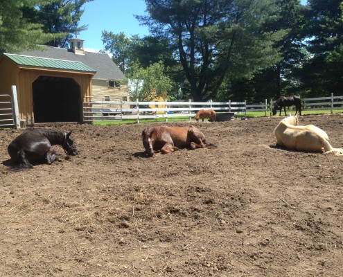 Behind - Basking in the Sun