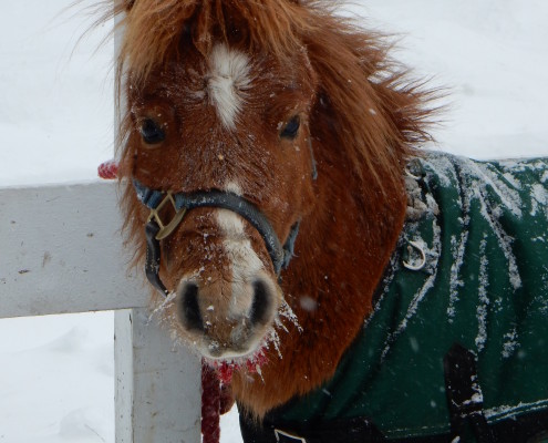 Behind - Chuck in Snow