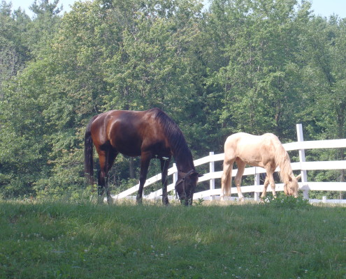 Behind-the-Scenes-Summer-at-the-Farm